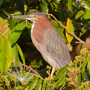 Green Heron