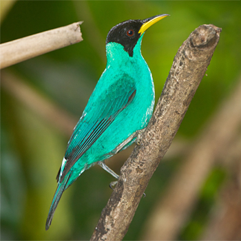 Green Honeycreeper