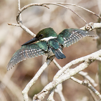 Green Kingfisher