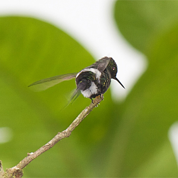 Green Thorntail
