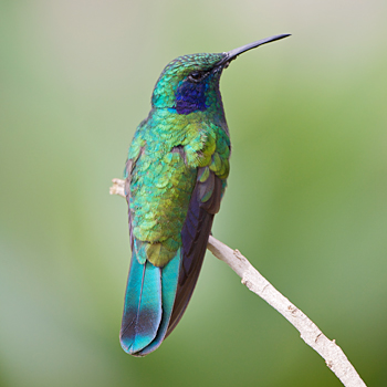 Green Violetear