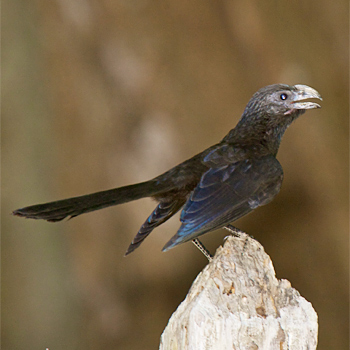 Groove-billed Ani