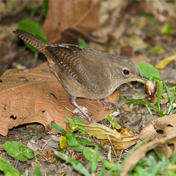 House Wren