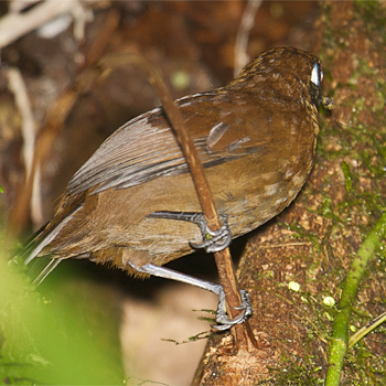 Immaculate Antbird