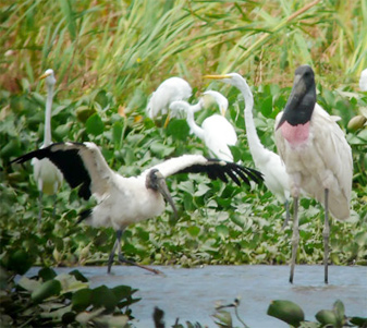Wood Stork, Great Egret, Jabiru
