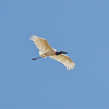 Jabiru