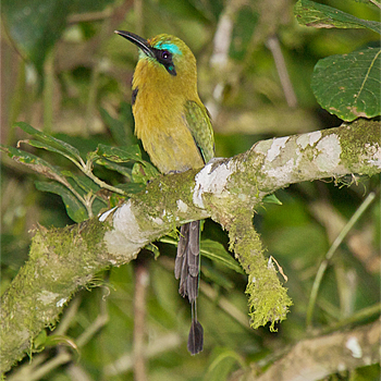 Keel-billed Motmot