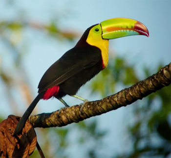 Keel-billed Toucan