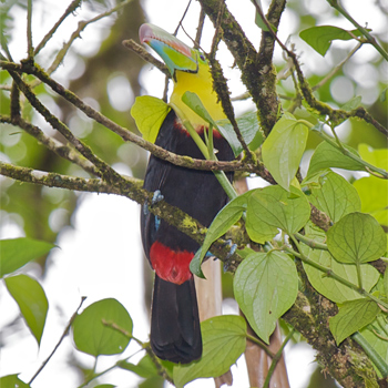 Keel-billed Toucan