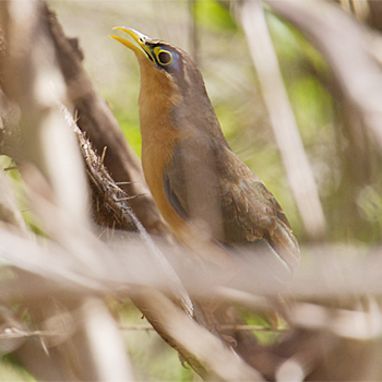 Lesser Ground-cuckoo