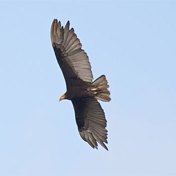 Lesser Yellow-headed Vulture