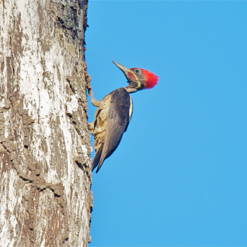 Lineated Woodpecker