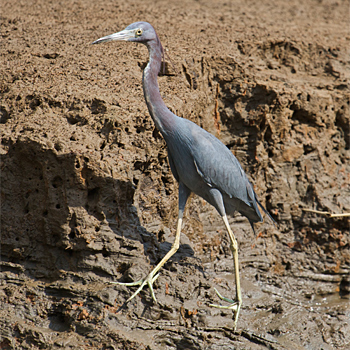 Little Blue Heron