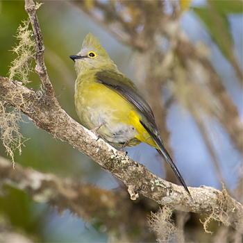 Long-tailed Silky-flycatcher