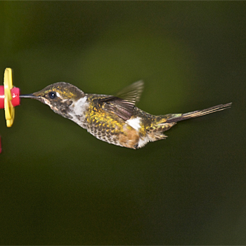 Magenta-throated Woodstar