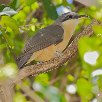 Mangrove Cuckoo