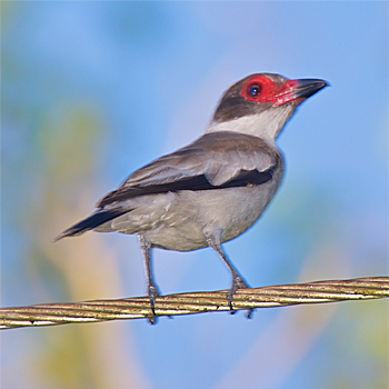 Masked Tityra