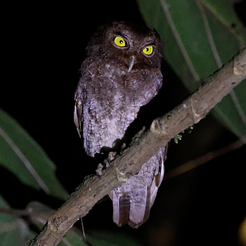 Middle American Screech-owl