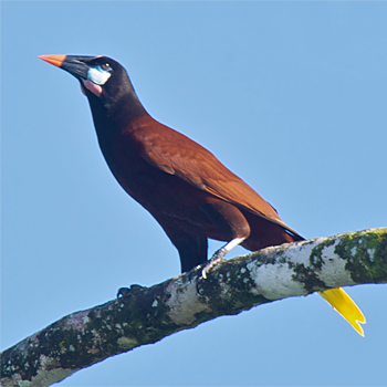 Montezuma Oropendola
