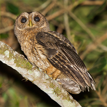 Mottled Owl