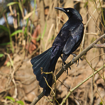 Nicaraguan Grackle