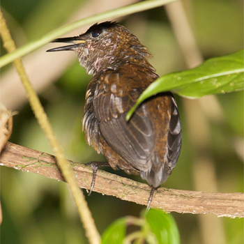 Nightingale Wren