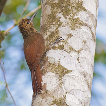 Northern Barred-woodcreeper