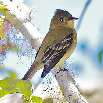Ochraceous Pewee