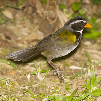 Orange-billed Sparrow