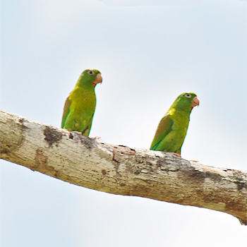 Orange-chinned Parakeets