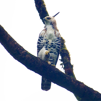 Ornate Hawk-eagle