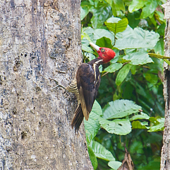 Pale-billed Woodpecker
