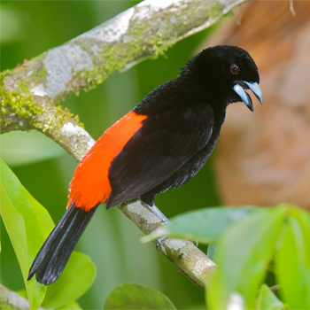 Scarlet-rumped (Passerini's) Tanager