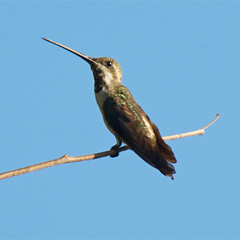 Plain-capped Starthroat