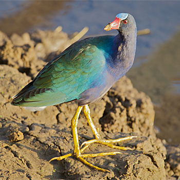 Purple Gallinule