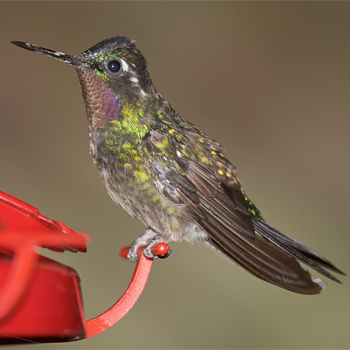 Purple-throated Mountain-gem (male)