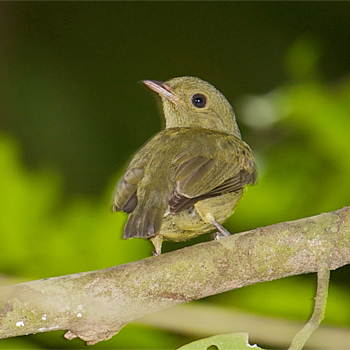 Red-capped Manakin (female)