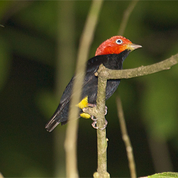 Red-capped Manakin (male)