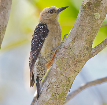 Red-crowned Woodpecker