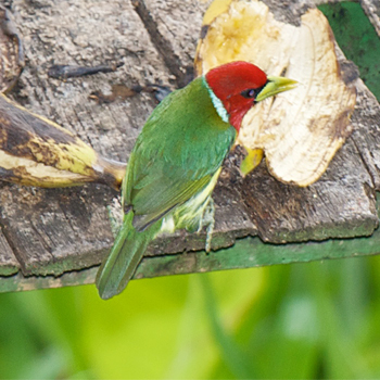Red-headed Barbet