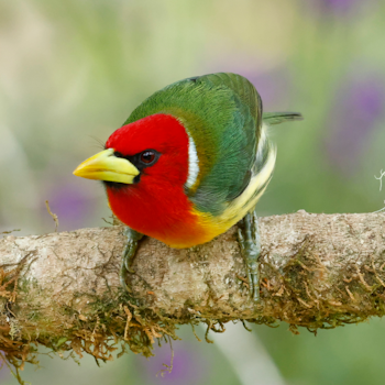 Red-headed Barbet