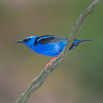 Red-legged Honeycreeper