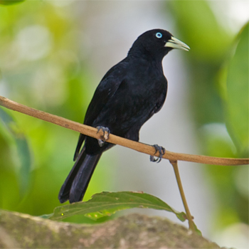 Red-rumped Cacique