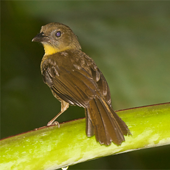 Red-throated Ant-tanager