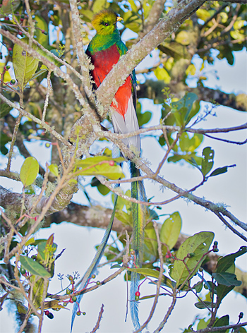 Resplendent Quetzal