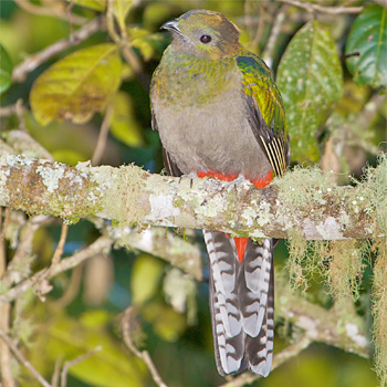 Resplendent Quetzal (female)