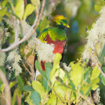 Resplendent Quetzal (male)