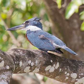 Ringed Kingfisher