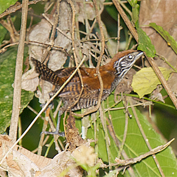 Riverside Wren