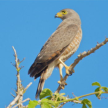 Roadside Hawk